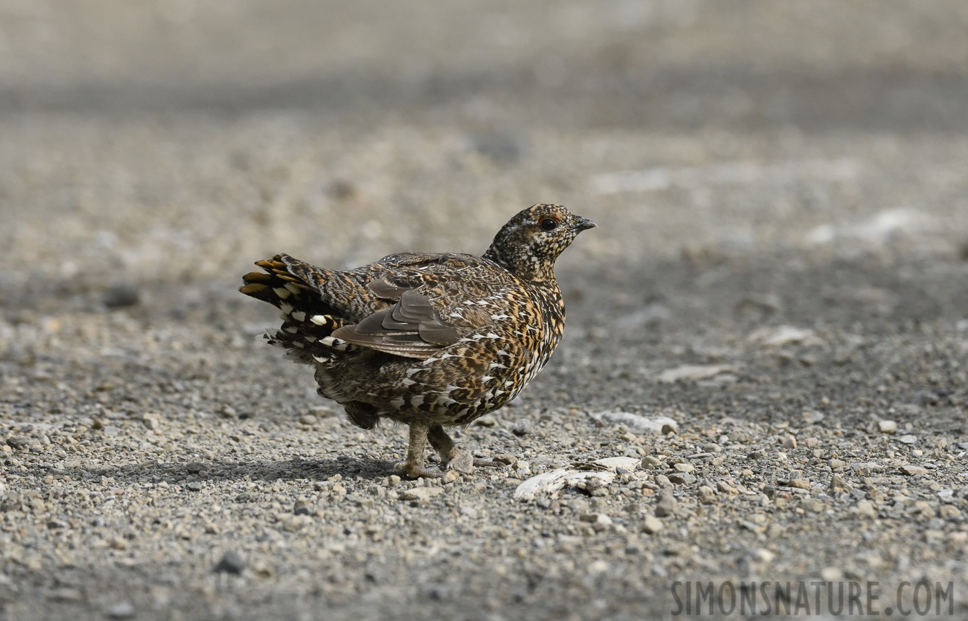Falcipennis canadensis canadensis [400 mm, 1/2500 Sek. bei f / 8.0, ISO 1600]